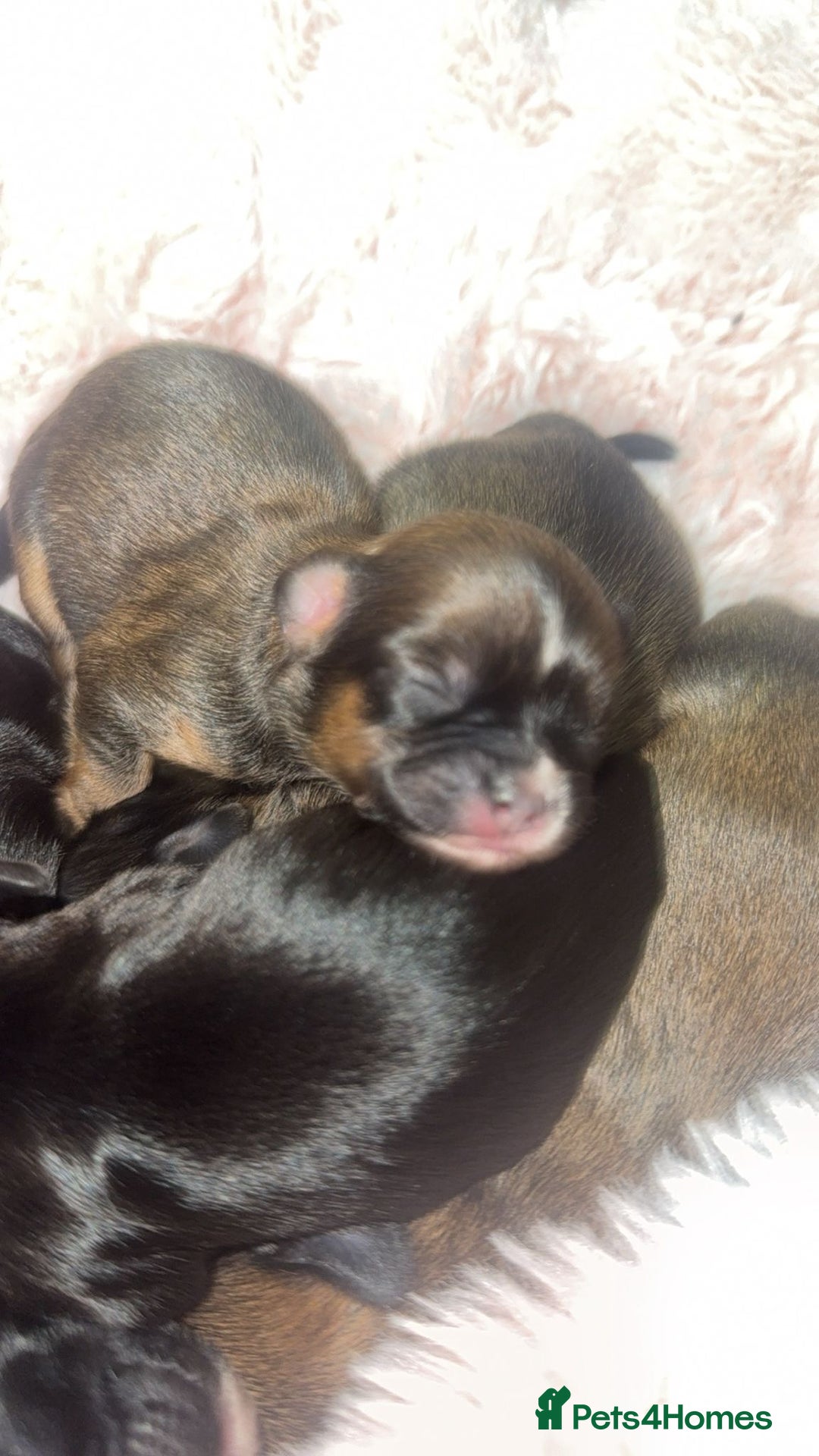 Mixed Breed dogs for sale: 6 Beautiful Babys - Image 6