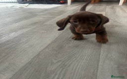 Dachshund dogs for sale: Dachshund Puppies - Image 2