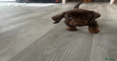 Dachshund dogs - Advert 13