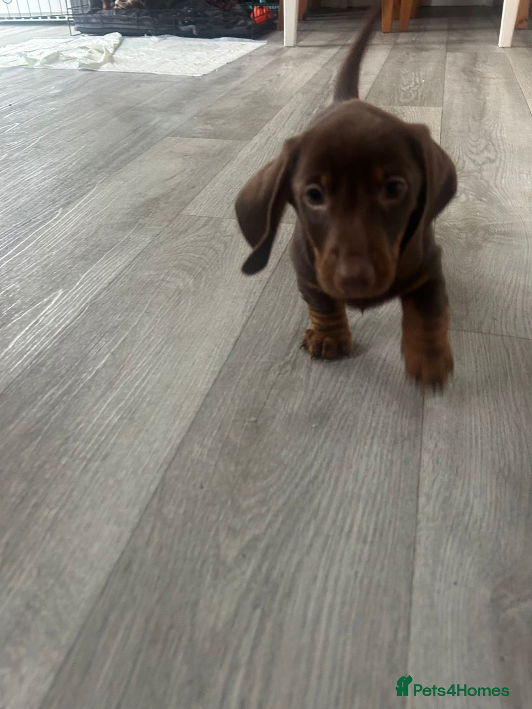 Dachshund dogs for sale: Dachshund Puppies - Image 2