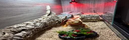 Bearded Dragon reptiles for sale: Female bearded dragon for sale in Oxted - Advert 8