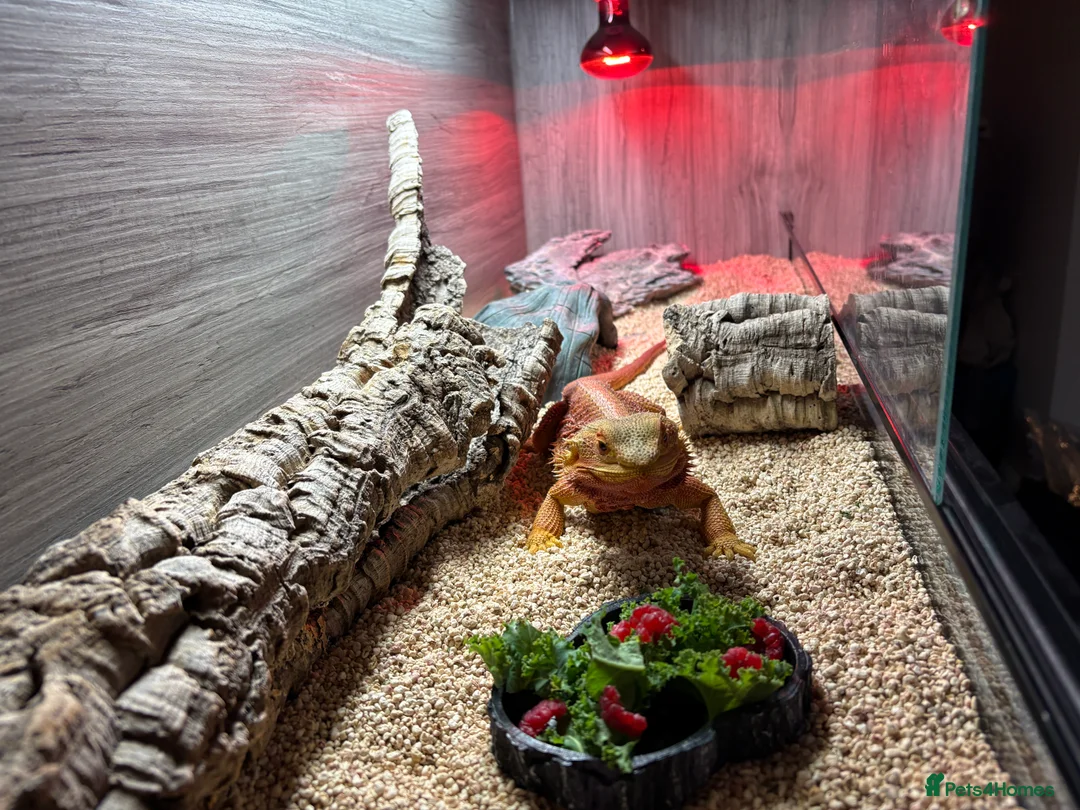 Bearded Dragon reptiles for sale: Female bearded dragon for sale in Oxted - Advert 8