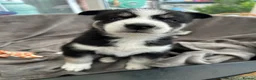 Siberian Husky dogs for sale: Gorgeous Siberian husky puppies - Advert 3