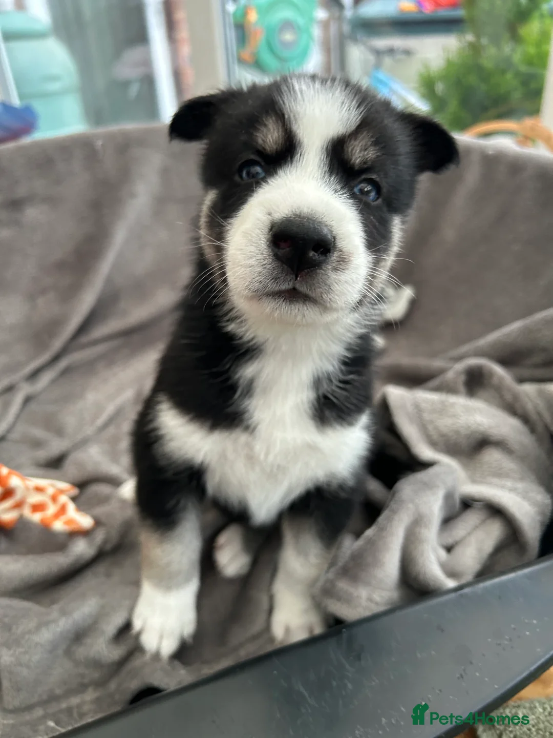 Siberian Husky dogs for sale: Gorgeous Siberian husky puppies - Advert 3