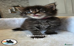 Maine Coon cats for sale: Maine coon kittens - Image 27