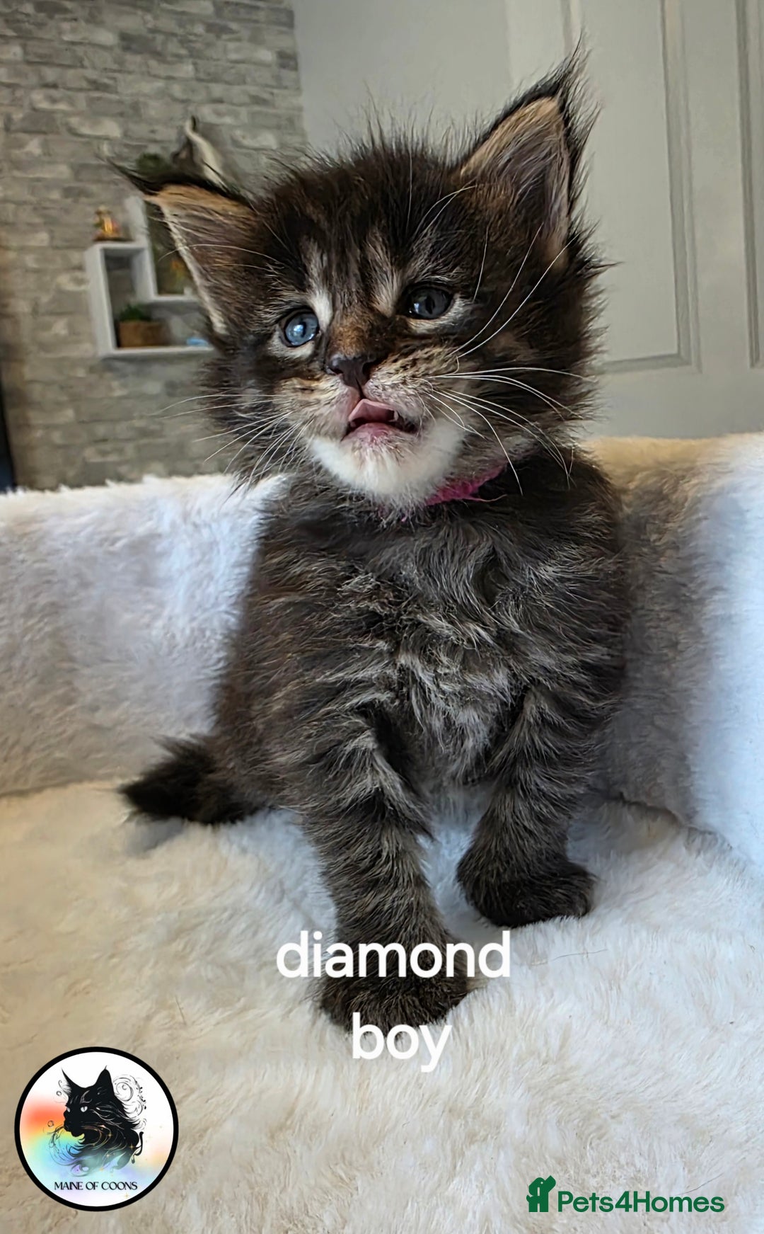 Maine Coon cats for sale: Maine coon kittens - Image 27