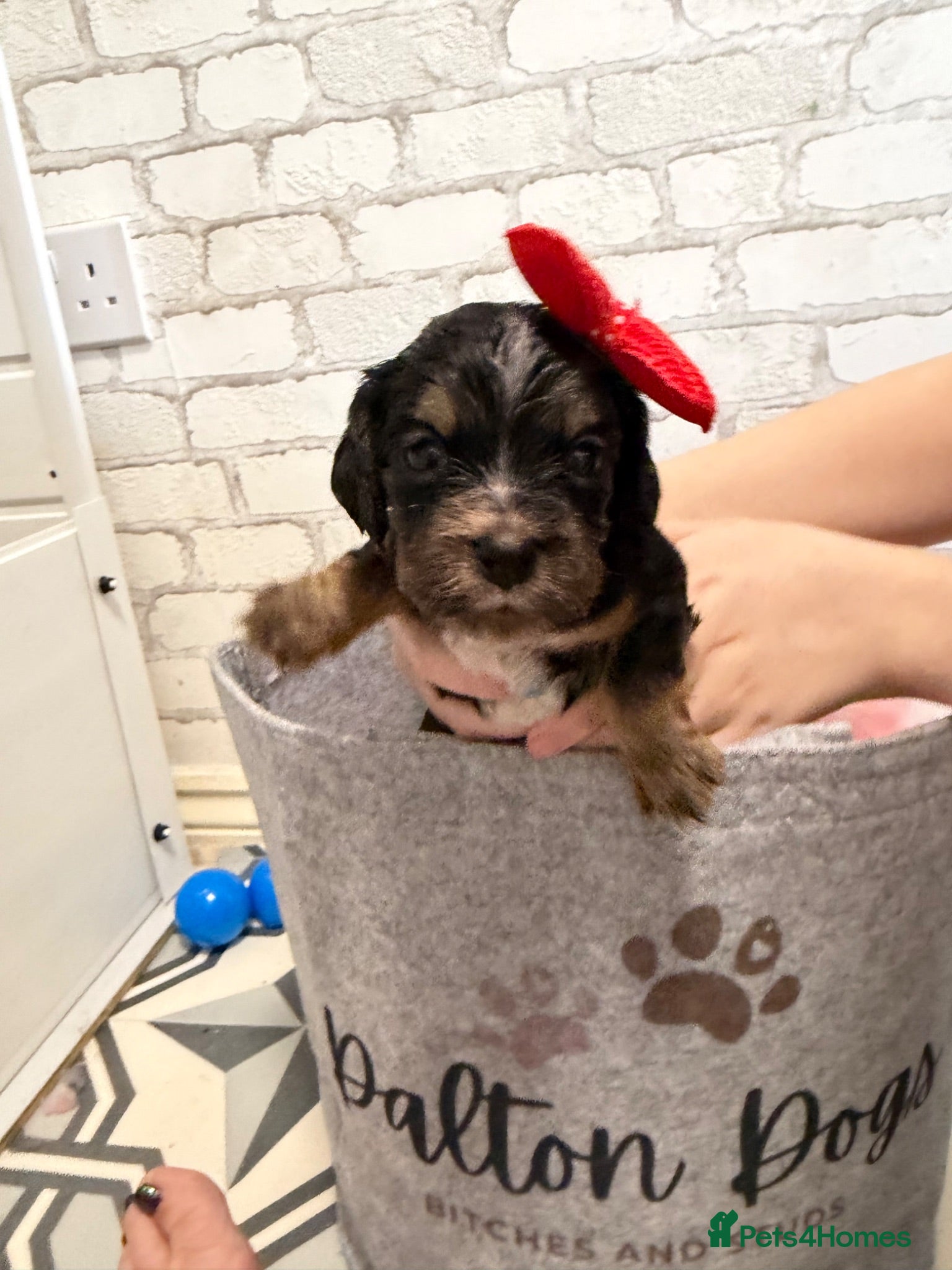 Cockapoo dogs F1B cockapoo puppies from my chocolate girl  - Advert 16