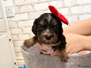 Cockapoo dogs F1B cockapoo puppies from my chocolate girl - Advert 16
