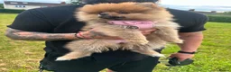 Pomeranian dogs for sale: ⭐️teddy bear Pomeranian ⭐️ - Advert 3