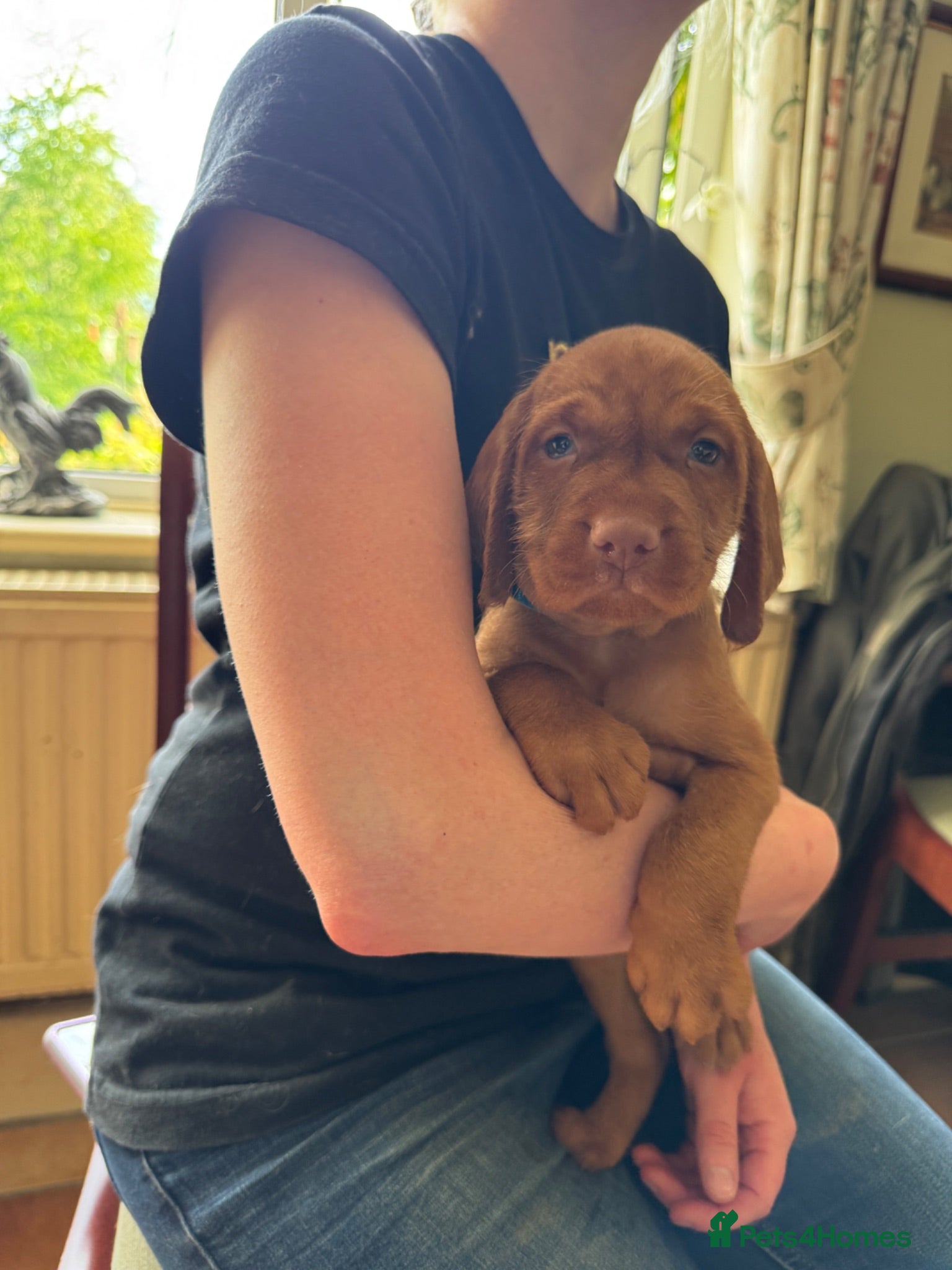 Hungarian Vizsla dogs Hungarian wired haired vizsla pups ready now - Advert 5