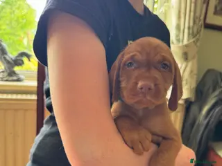 Hungarian Vizsla dogs Hungarian wired haired vizsla pups ready now - Advert 8