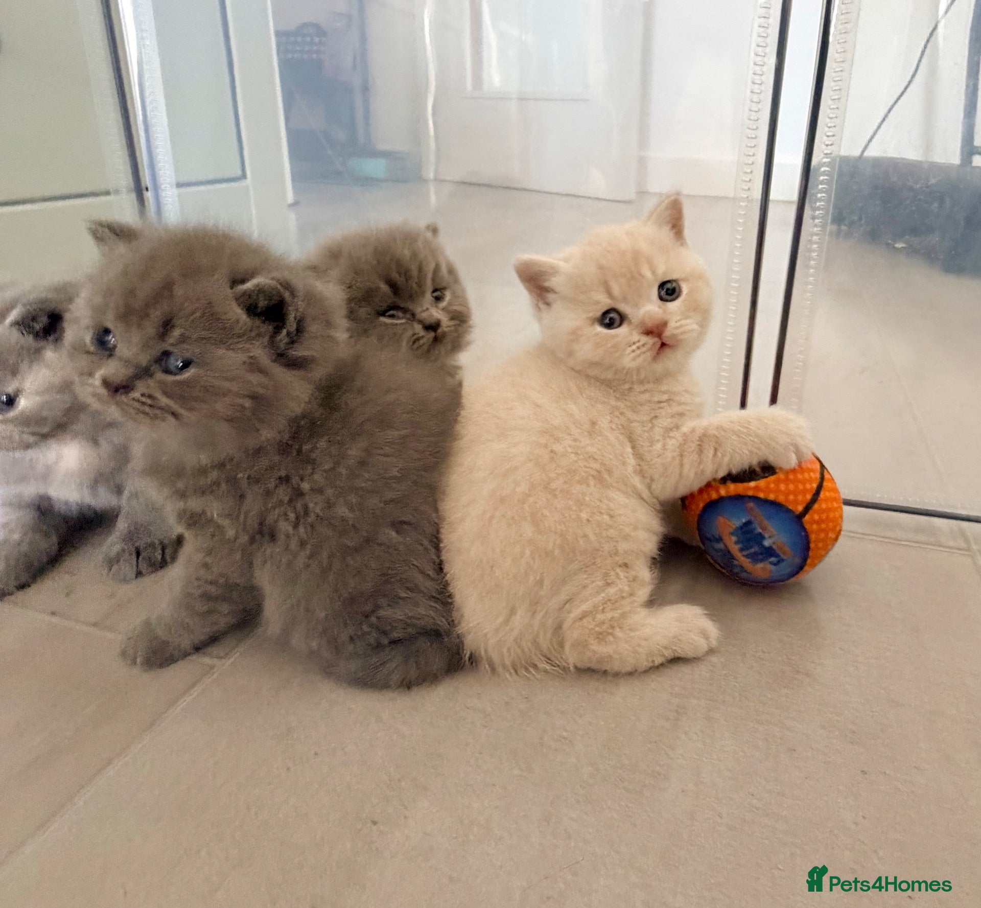 British Shorthair cats Gccf registered British shorthair kittens - Advert 1