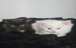 Turkish Angora cats for sale: Turkish Angora kittens - Image 7