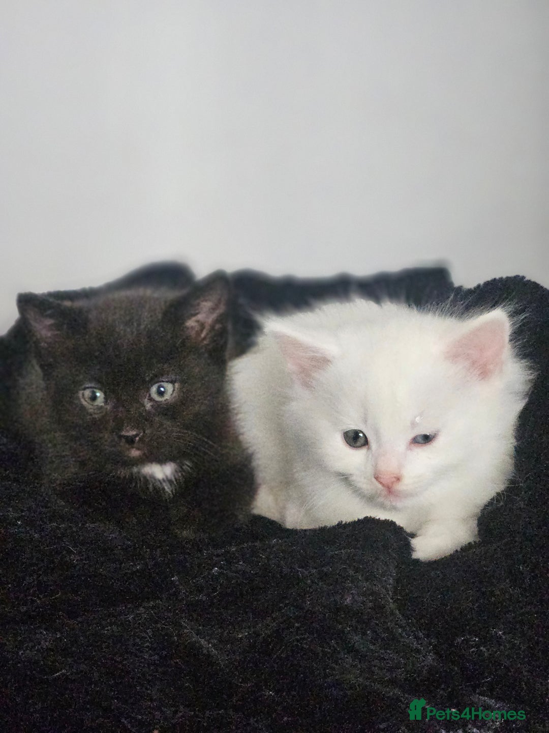 Turkish Angora cats for sale: Turkish Angora kittens - Image 7
