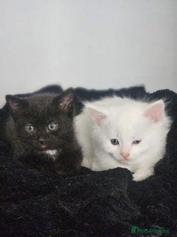 Turkish Angora cats for sale - Advert 2