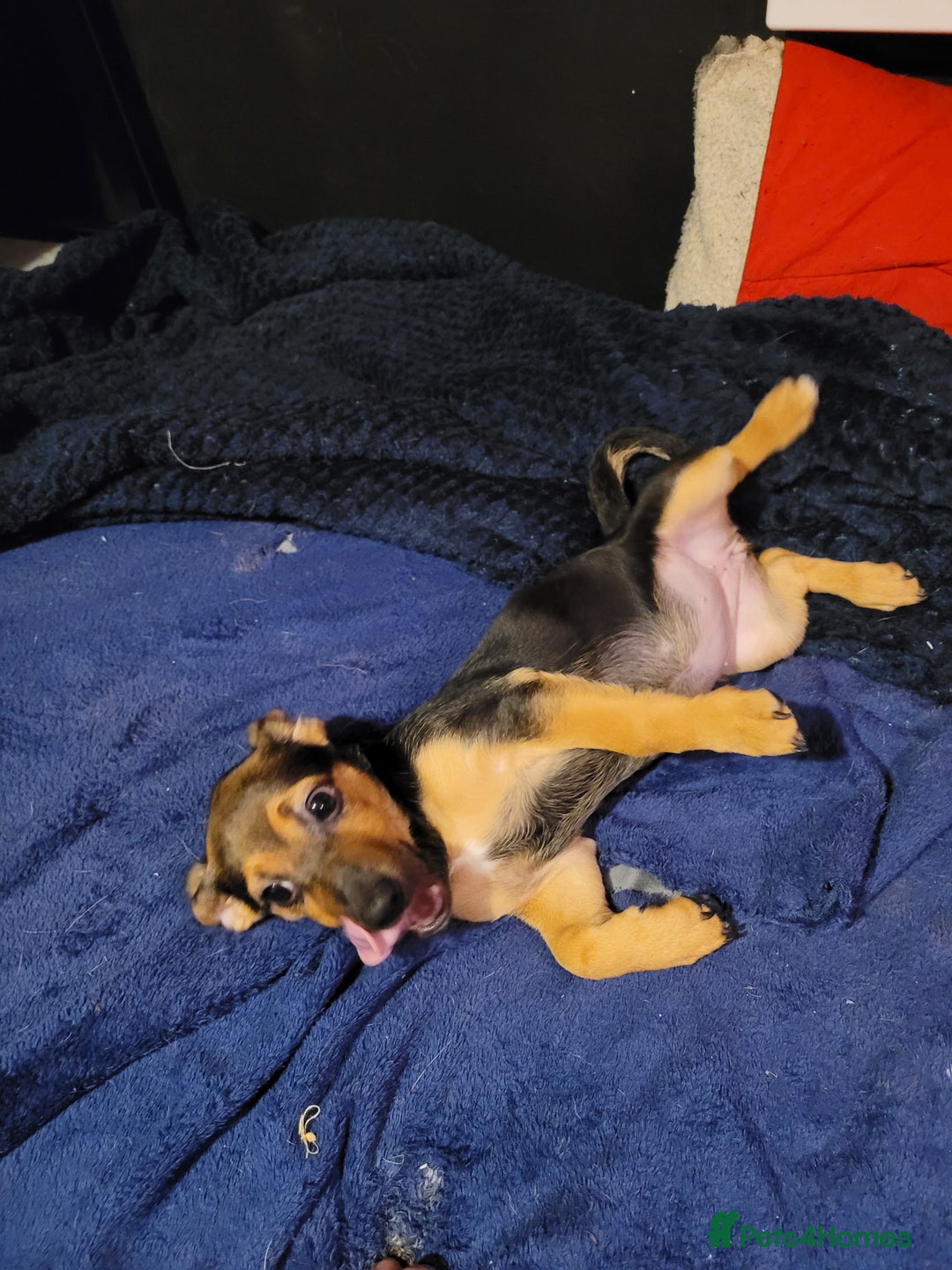 Jack Chi dogs for sale: Beautiful Jack Chi Puppies - Advert 12