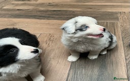 Border Collie dogs for sale: Stunning Border Collie Pups  - Image 9