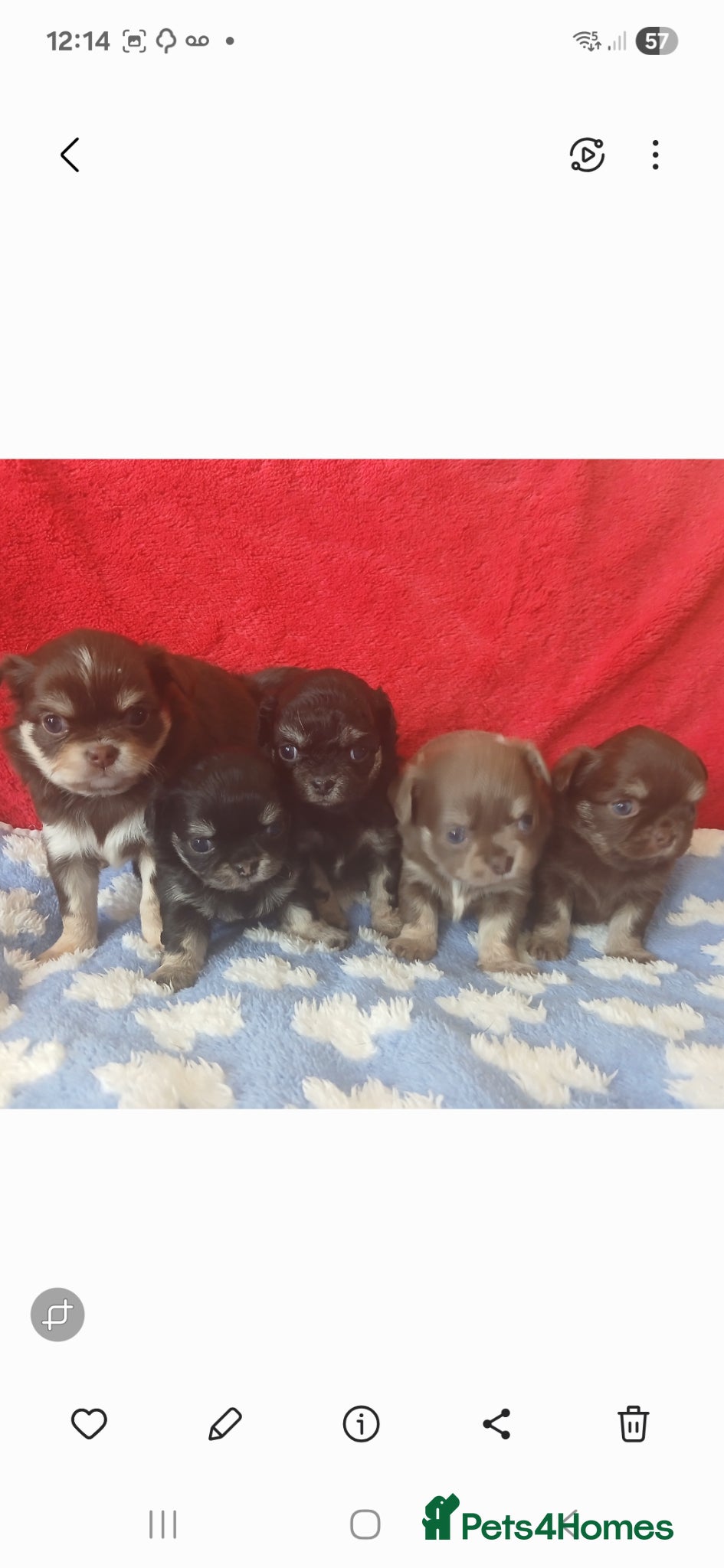 Chihuahua dogs  ❤️KC REG LONG COAT STUNNING PUPPIES❤️ - Advert 1
