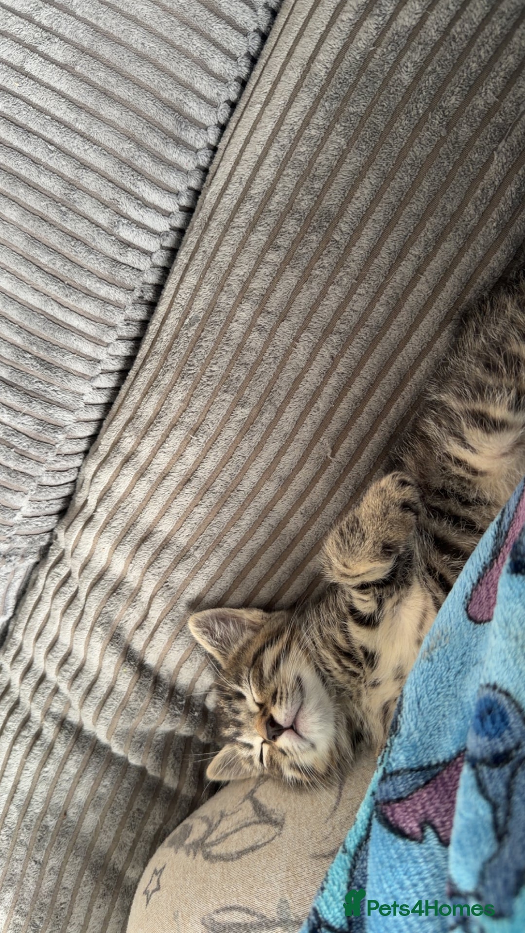 Mixed Breed cats for sale: Male and female must go together  - Advert 13