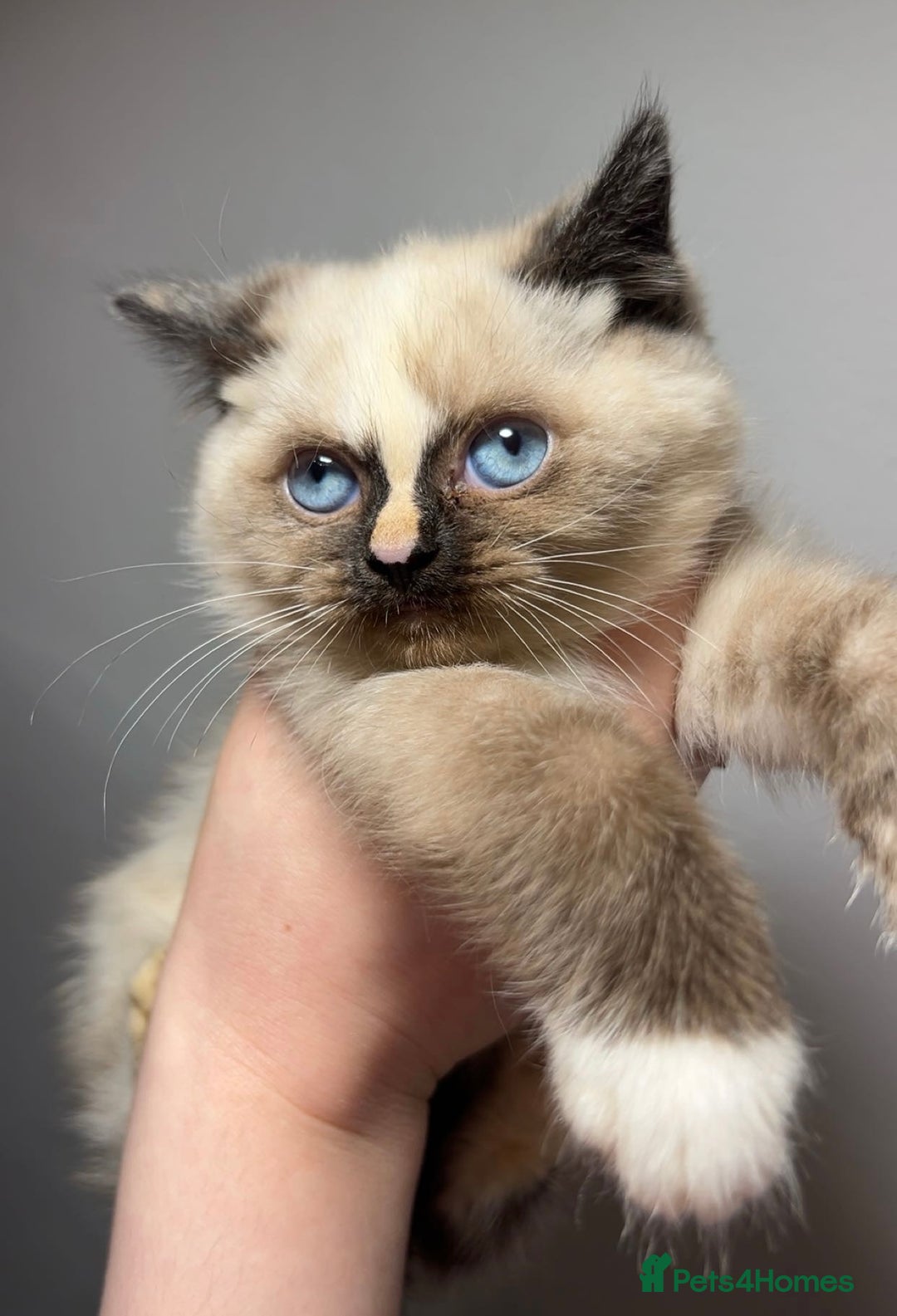 British Shorthair cats for sale: TICA Active BSH Colourpoint Kittens - Advert 3