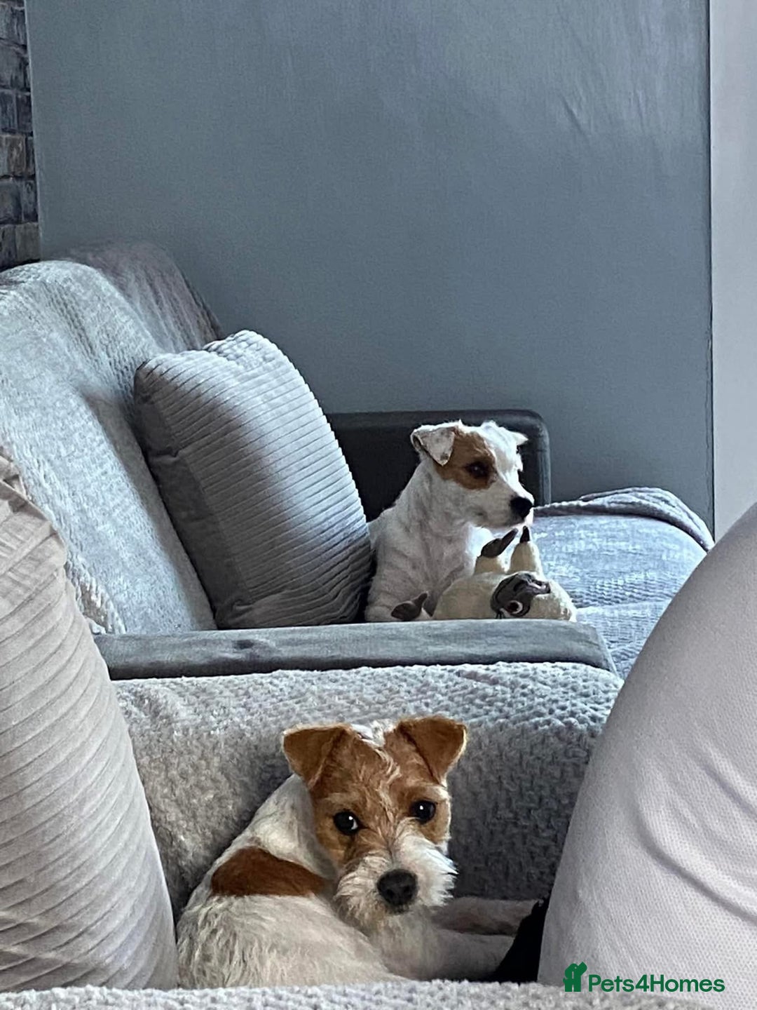 Parson Russell dogs for sale: Crufts winner 2024 Daughter Has Puppies KC Reg - Advert 15