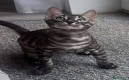 Bengal cats for sale: Breed quality silver bengal kittens 🐆💎🤍🩶🖤 - Image 30