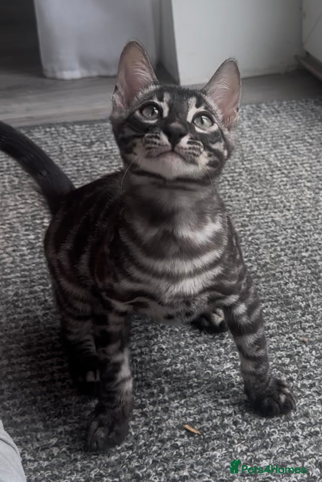Bengal cats for sale: Breed quality silver bengal kittens 🐆💎🤍🩶🖤 - Image 30