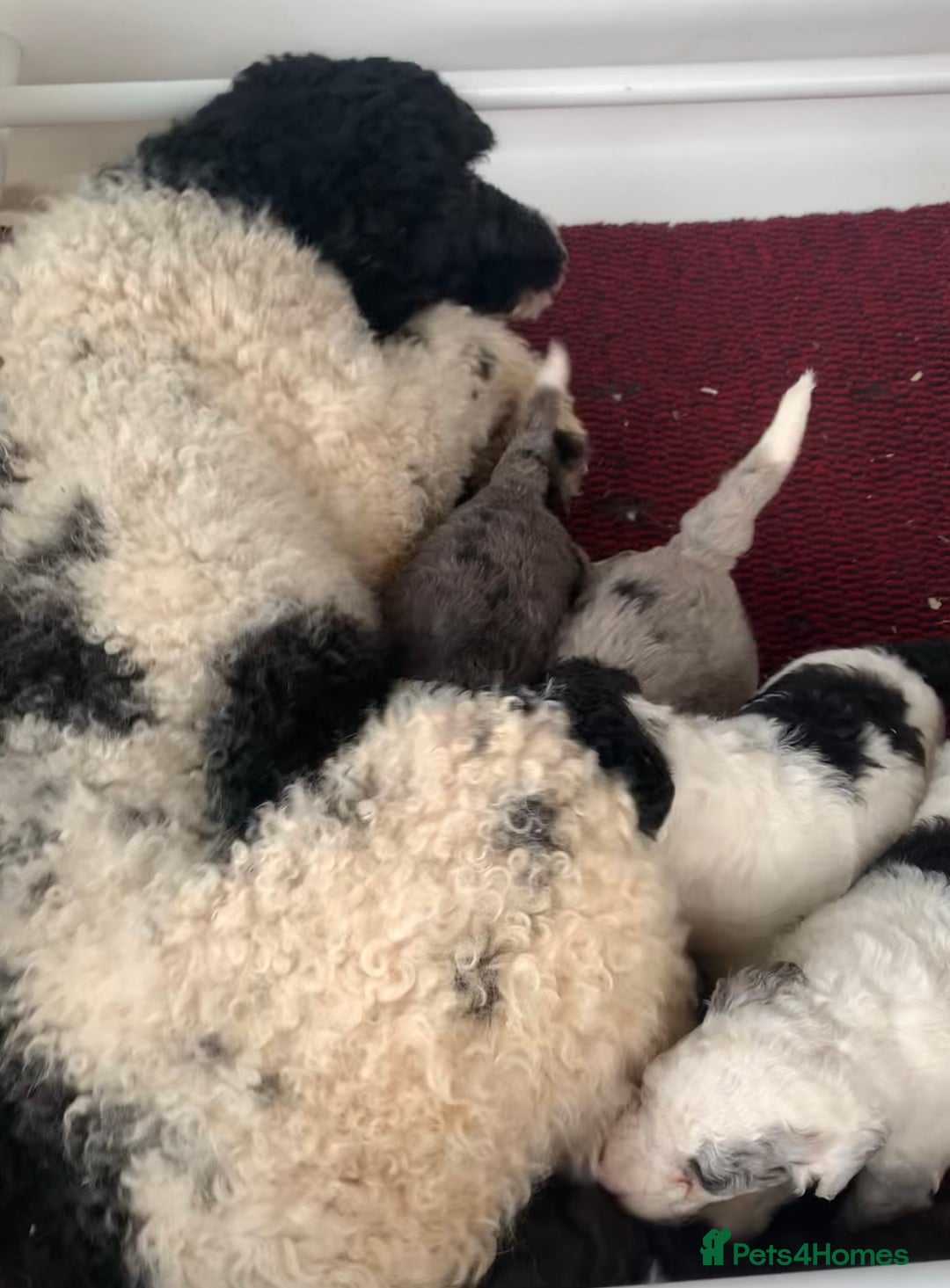 Sheepadoodle dogs for sale: Standard Sheepadoodle READY NOW - Advert 6