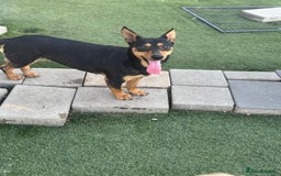 Mixed Breed dogs for adoption: Pretty Rosie is looking for love - Image 8