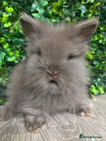Lionhead rabbits - Advert 6
