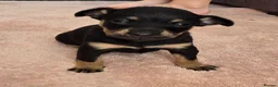 Russian Toy Terrier dogs for sale: Rare black russian toy. - Advert 2