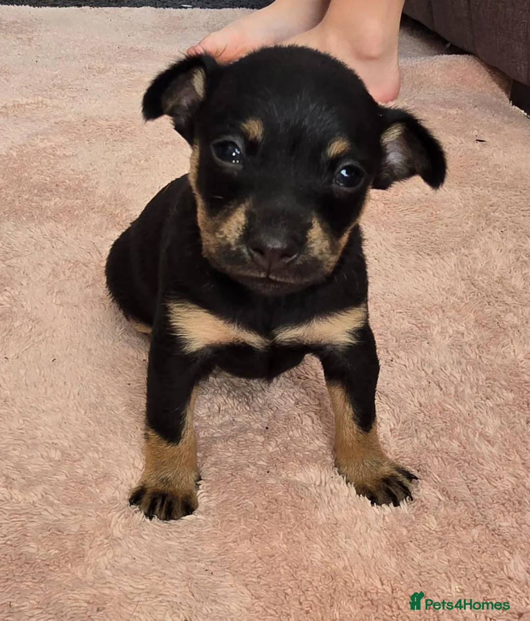 Russian Toy Terrier dogs for sale: Rare black russian toy. - Advert 2