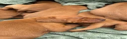 Hungarian Vizsla dogs for sale: 🐶Adorable KC Vizsla Puppies heart 💗🩵 in Machynlleth - Advert 26