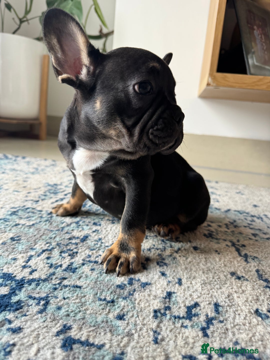 French Bulldog dogs for sale:  REDUCED, 1 GIRL LEFT French bulldog puppies  - Image 18