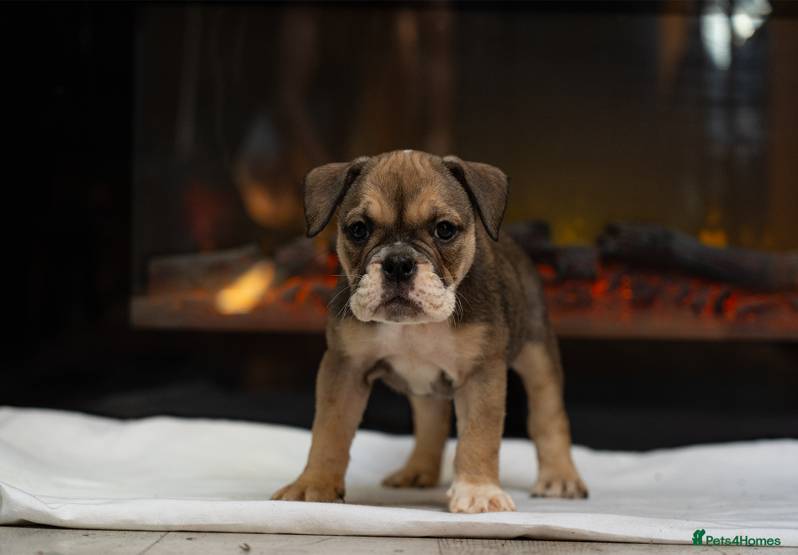 English Bulldog dogs for sale: English bulldogs PUPPIES only 4 pups left - Advert 2