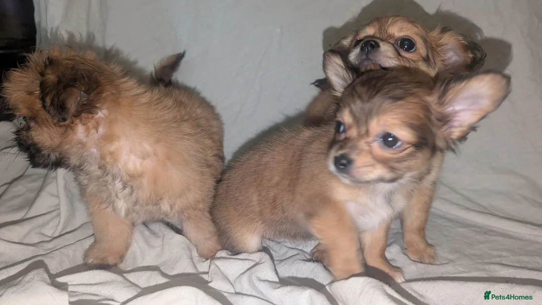 Mixed Breed dogs for sale: Chihuahua x shih Tzu - Advert 5