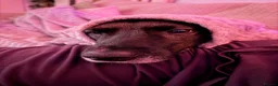 Mixed Breed dogs for sale: 6 year old rescue for rehome - Advert 5