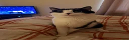 Mixed Breed cats for sale: Oreo and Moon in Barnoldswick - Advert 2
