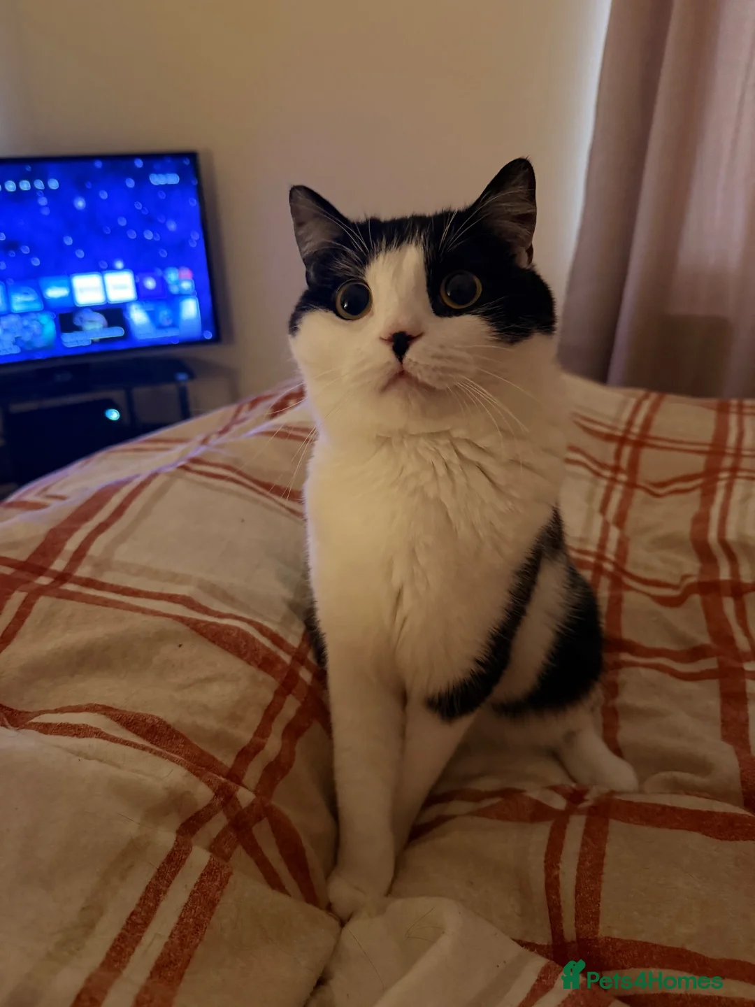 Mixed Breed cats for sale: Oreo and Moon in Barnoldswick - Advert 2
