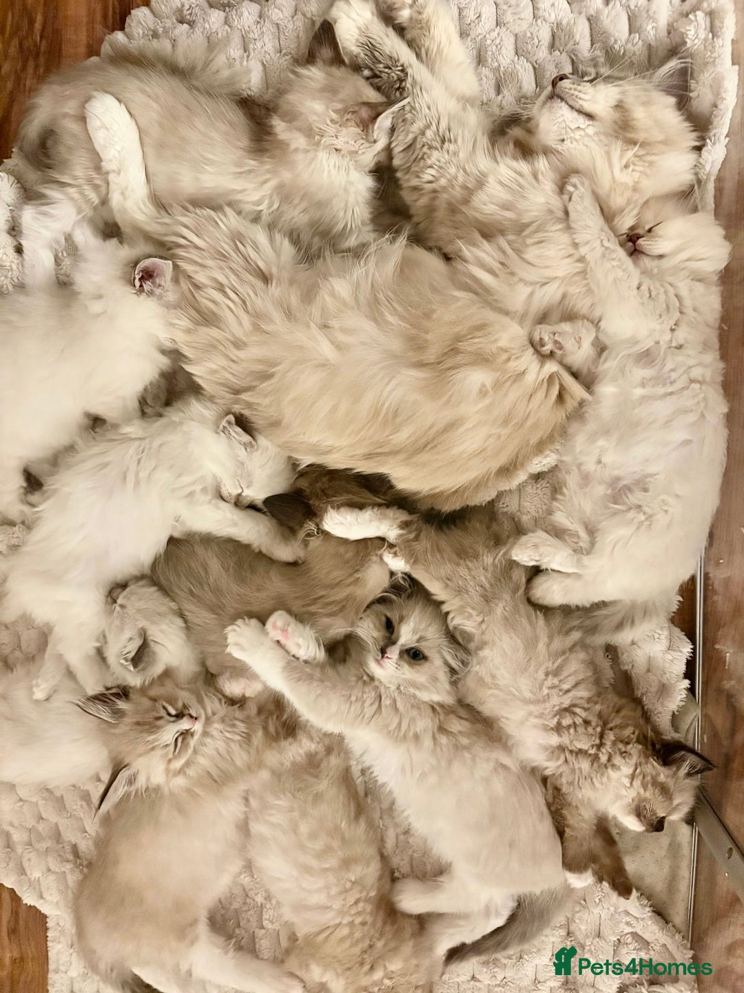 Ragdoll cats for sale: Ragdoll Kitten TICA chocolate tabby cherubim - Advert 4