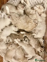 Ragdoll cats - Advert 12