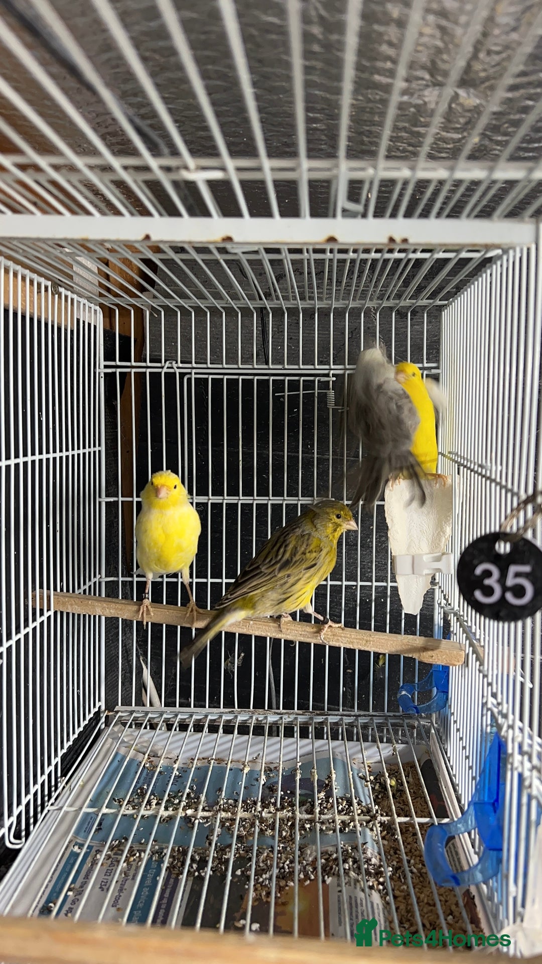 Canaries birds for sale: Canaries for sale  - Advert 4