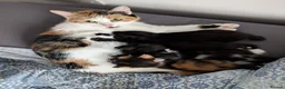 Mixed Breed cats for sale: Kittens for sale in Wisbech - Advert 2