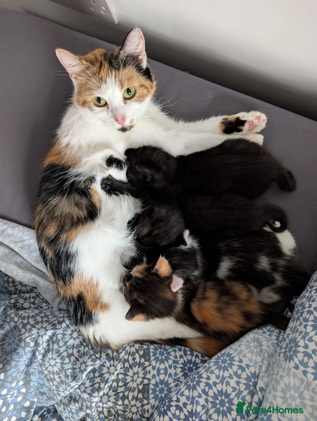Mixed Breed cats for sale: Kittens for sale in Wisbech - Advert 2