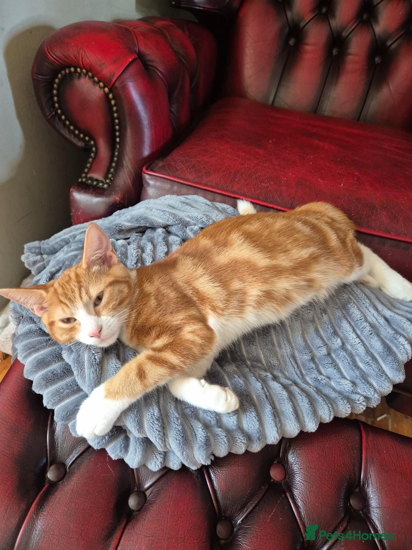 Mixed Breed cats Kittens:2 ginger/white girls, 1 calico girl, 2 Tux - Advert 3