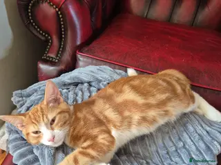 Mixed Breed cats Kittens:2 ginger/white girls, 1 calico girl, 2 Tux - Advert 3