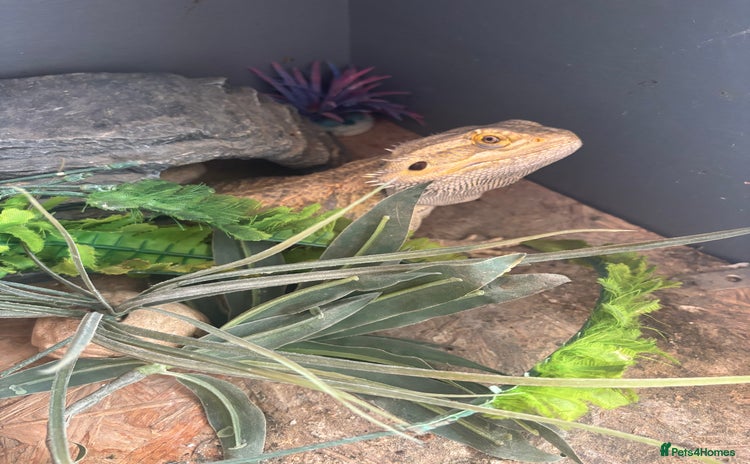 Bearded Dragon reptiles - Advert 13