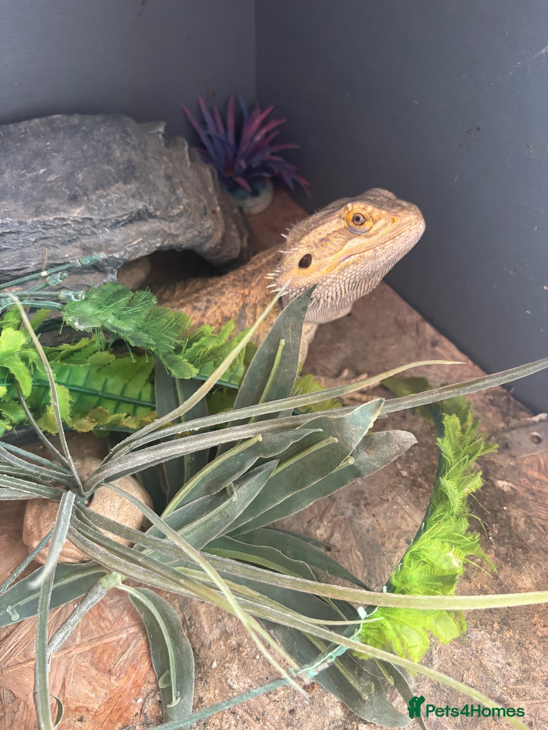 Bearded Dragon reptiles for sale: Bearded dragon with vivarium and set up included - Image 1