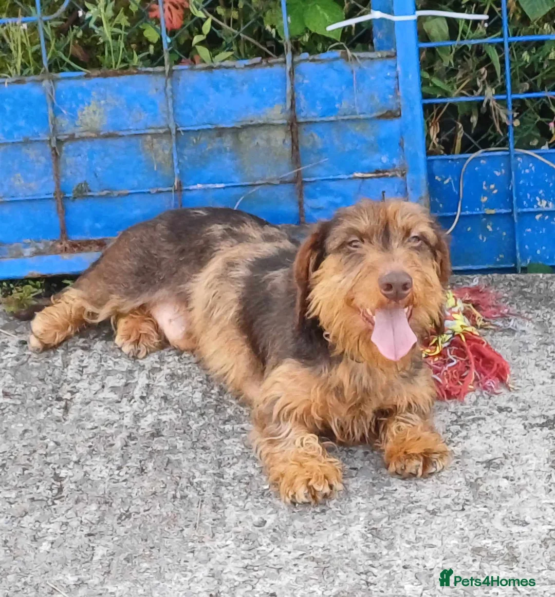 Dachshund dogs for stud: Standard wirehaired dachshund STUD in Abertillery - Advert 2