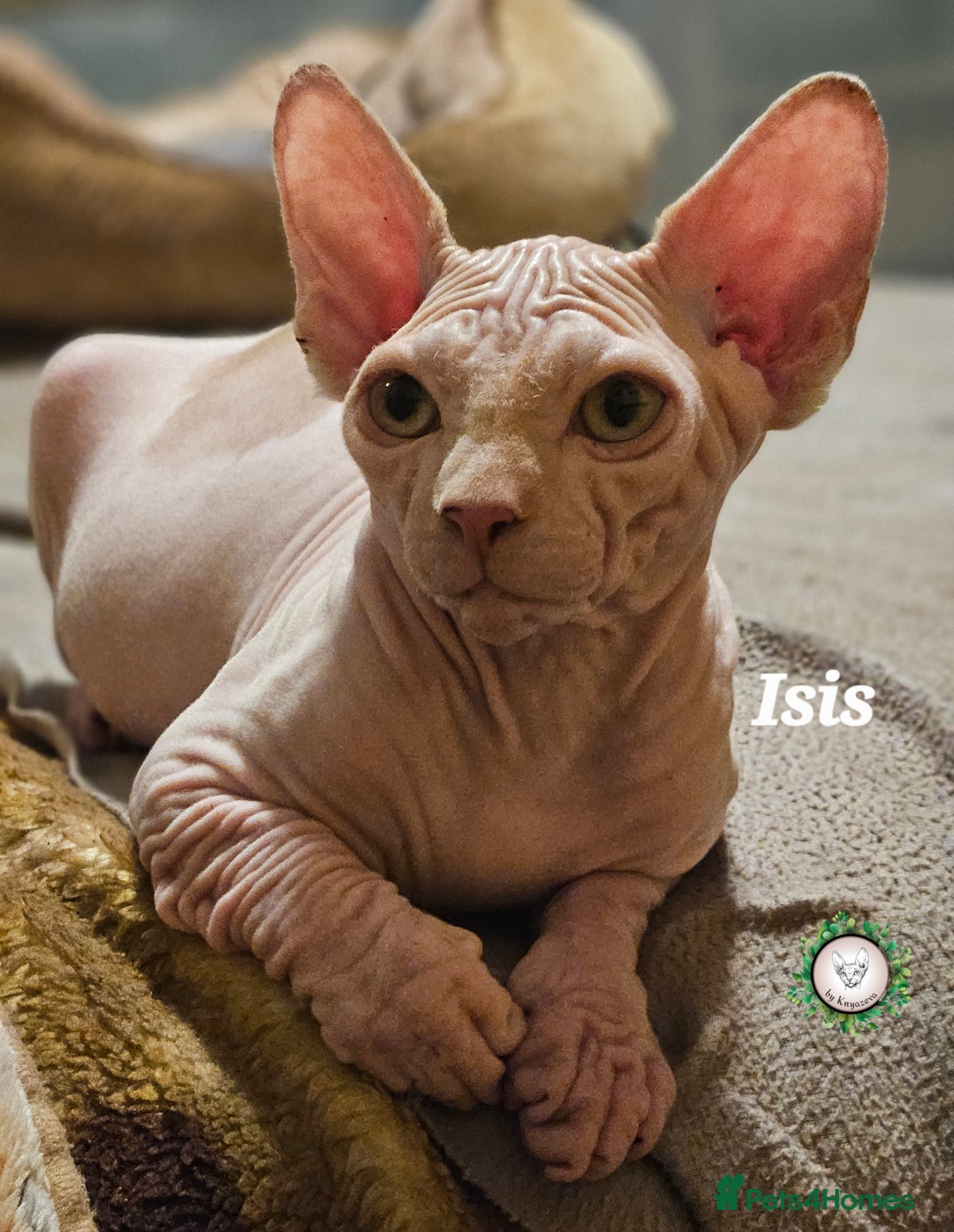 Sphynx cats for sale: Adorable Canadian Sphynx – Champion line - Advert 5